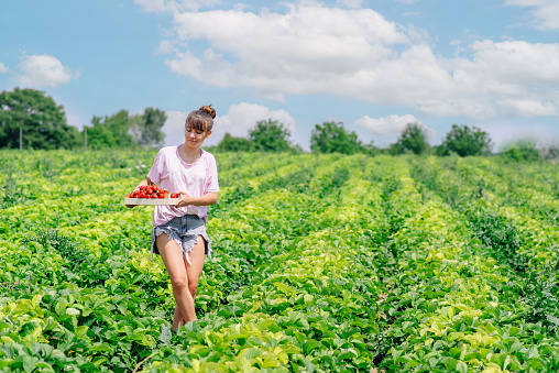 Girl picking strawberries in field.Fresh ripe organic strawberry in basket,berry plantation.fresh red strawberries in wooden baskets on organic strawberry farm.Strawberry field on fruit farm.