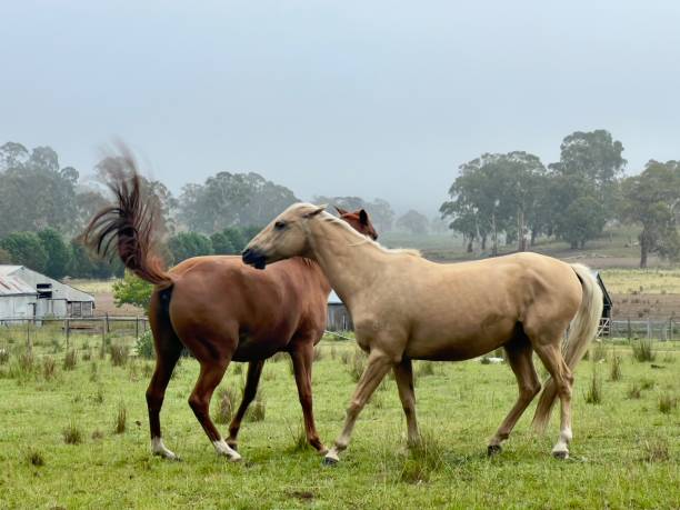 Horizontal closeup photo of two horses, close together, moving playfully in a farm paddock, on a misty early morning near Armidale, New England high country, NSW.