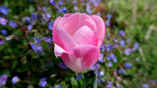 Single shiney bright pink tulip growing in a garden of tiny blue flowers.