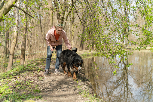 Dog walking. Bernese mountain dog and its owner are on the shore near the water on a sunny spring day. The owner is sending her dog into the water.