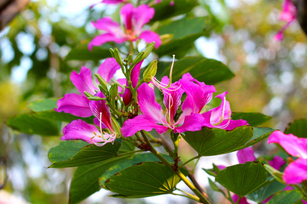 istock Pink purple flower of orchid tree 2001317258