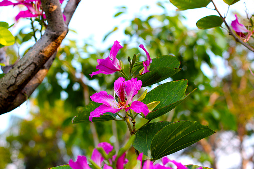 Pink purple flower of orchid tree