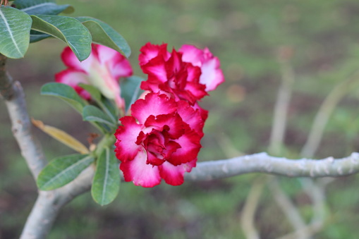 Red adenium flower, Desert rose