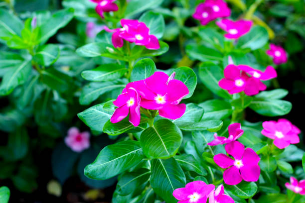 istock Madagascar periwinkle, Vinca, Old maid, Cayenne jasmine 2001324532