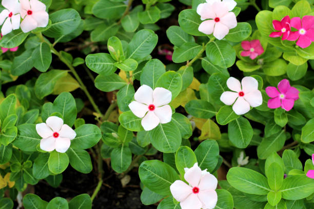 Madagascar periwinkle, Vinca, Old maid, Cayenne jasmine Madagascar periwinkle, Vinca, Old maid, Cayenne jasmine catharanthus roseus stock pictures, royalty-free photos & images