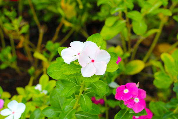 Madagascar periwinkle, Vinca, Old maid, Cayenne jasmine