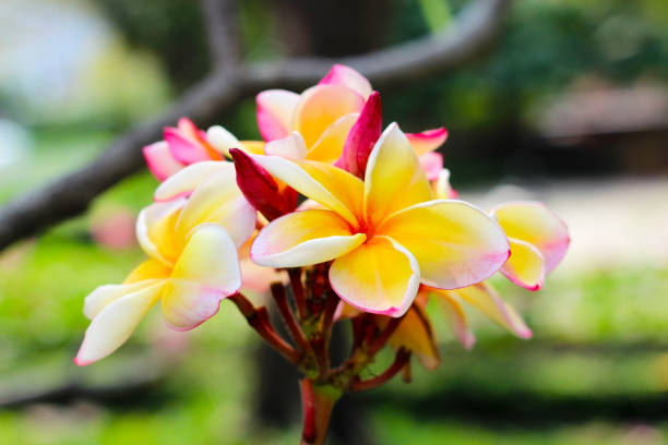 Beautiful plumeria flower on the tree