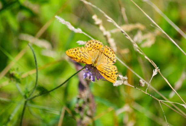 Schmetterling Kaisermantel Argynnis paphia