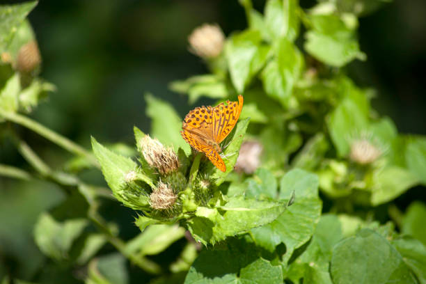 Schmetterling Kaisermantel Argynnis paphia