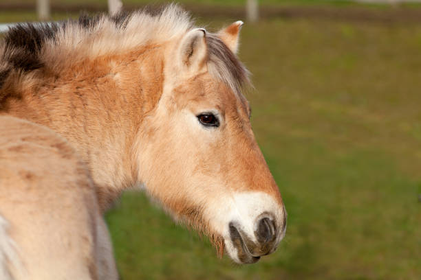 Fjordpferd, Norweger Pony