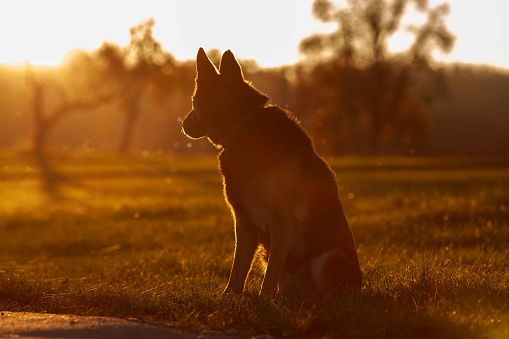 Hund Wolf im sonnenuntergang