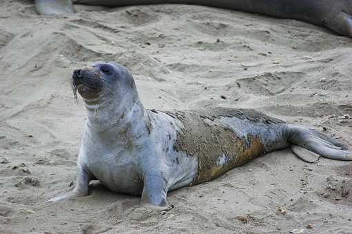 The picture shows a seal lying on a sandy beach. The seal has smooth, shiny skin which is mainly grey with some darker and lighter patches. It seems to be covered partially with a layer of sand on its belly and side. The seal's head is turned slightly upward and has a calm, serene expression with its eyes slightly closed. Around the seal, the beach looks undisturbed with no visible vegetation, other animals, or water. The seal appears to be resting and enjoying its time on the sand.