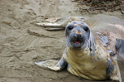 This picture shows a seal resting on a sandy beach. The seal has a speckled grey and tan coat with darker spots scattered over its body. Its foreflippers are stretched out to the sides, partially buried in the sand, and the back of its body is slightly raised, hinting at the presence of its hind flippers tucked underneath. The seal's head is turned towards the camera, revealing curious, dark eyes and whiskers. Its mouth is slightly open as if it is vocalizing or breathing heavily, and the texture of its wet nose is visible. The seal's expression could be interpreted as being either playful or inquisitive. Behind the seal, there's more sandy beach, and there are no signs of water or other animals in the immediate vicinity.