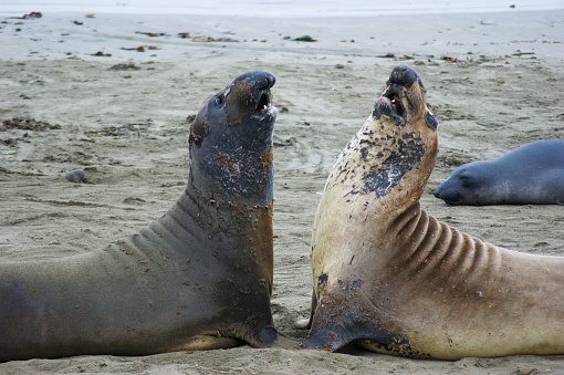 The picture shows two elephant seals facing each other on a sandy beach, with opened mouths as if they are vocalizing or interacting with each other. They appear to be in a confrontation or displaying behavior typical to their species. Their skin looks somewhat mottled with patches of varying coloration. They have large, round, dark eyes and their body shape tapers down to their hind flippers. In the background, there's a calm ocean setting with a relaxed seal lying on the beach. The environment looks tranquil and natural, with some seaweed and debris scattered on the sand.