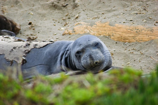 The picture shows a seal lying on a sandy beach. Its body is predominantly visible with a greyish hue and apparent skin folds, giving it a chubby appearance. The seal's face is turned towards the camera, featuring large, dark, expressive eyes, and its nostrils are distinctly visible. There appears to be another seal or perhaps a piece of wood in the background, which is slightly out of focus. The foreground is blurred with hints of greenery, suggesting some grass or low-lying plants at the edge of the frame. The overall setting seems tranquil, and the seal looks relaxed and inquisitive.