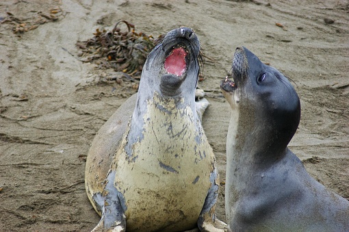 The image shows two seals on a sandy beach. The seal on the left appears to be vocalizing or yawning widely, showing its pink mouth and teeth, with its head tilted back. The seal on the right is facing the first seal, with its mouth slightly open and an attentive expression. Both seals have spotted fur with varying shades of grey, black, and tan. They have flippers and appear to be engaged in a social interaction. There is also some seaweed visible on the sand in the background.