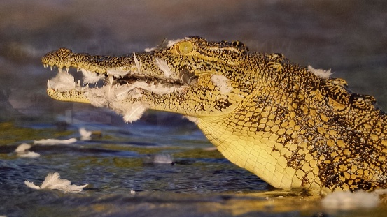 This picture shows a close-up of a crocodile's head emerging from the water. The crocodile has its mouth slightly agape, revealing some sharp teeth. The scales on its body are highly textured and visible, displaying various shades of brown and olive patterns that create a camouflaged appearance. The background is blurred, but it appears to be a watery environment with some light reflections. Feathers are floating around in the water near the crocodile's head, which could suggest the aftermath of a recent feeding. The crocodile's eye is open and seems to be looking directly at the viewer; it has a yellowish hue with a vertical slit pupil, typical of crocodilian species. The lighting in the photograph highlights the intricate details of the crocodile's scales and the roughness of its skin.