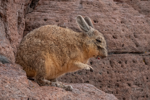 Southern Viscacha or vizcacha (Lagidium viscacia), rare rodents found in rocky high mountains  in Argentina, Bolivia, Chile, and Peru