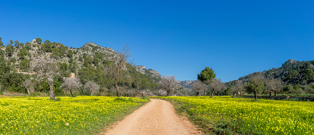 A rural road cuts through a vibrant meadow of yellow flowers, with blossoming almond trees and mountain scenery under the clear sky.