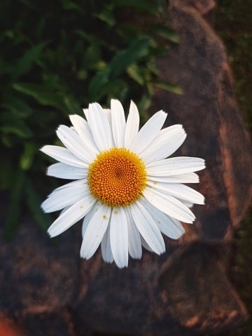 Oxeye Daisy was introduced from its native range of Europe. It spreads rapidly and is often found in pastures, grasslands, waste areas and along roadsides.