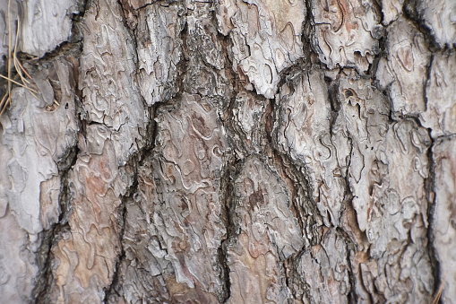 Photographed with the intention of using the tree bark pattern as a background material, photographed data February 11, 2024, Tokyo, Higashimurayama City, Japan.