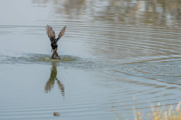 The Drongo  may rain-bathe, foliage-bathe or plunge-dive into water to maintain their plumage condition.