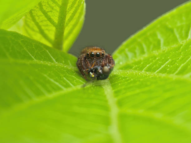 istock Cute jumping spider eat prey on the leaves 2001446954