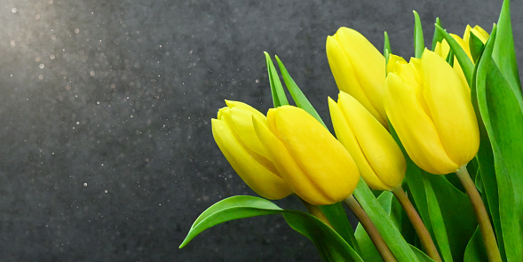 Yellow tulips. Spring storytelling. Tulip bouquet. Greeting card. For Mothers Day, international women’s day, birthday.