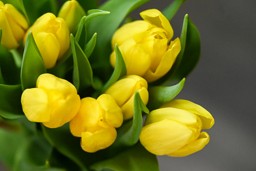 Yellow tulips. Spring storytelling. Tulip bouquet. Greeting card. For Mothers Day, international women’s day, birthday.