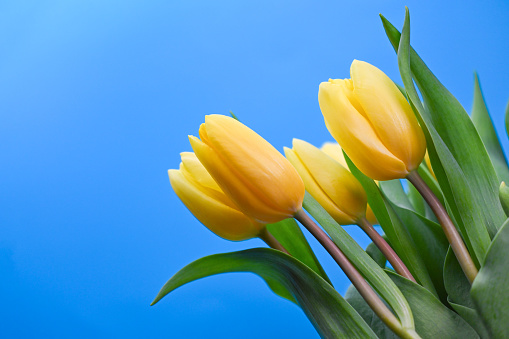 Yellow tulips. Spring storytelling. Tulip bouquet. Greeting card. For Mothers Day, international women’s day, birthday.