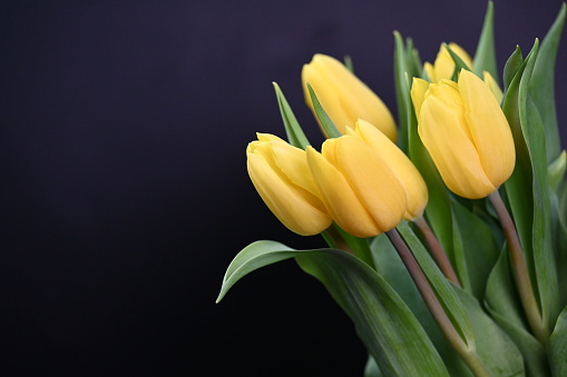 Close-up of yellow and burgundy bicolored tulip on black background