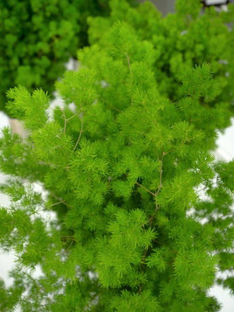istock Asparagus myriogratus 2001457867