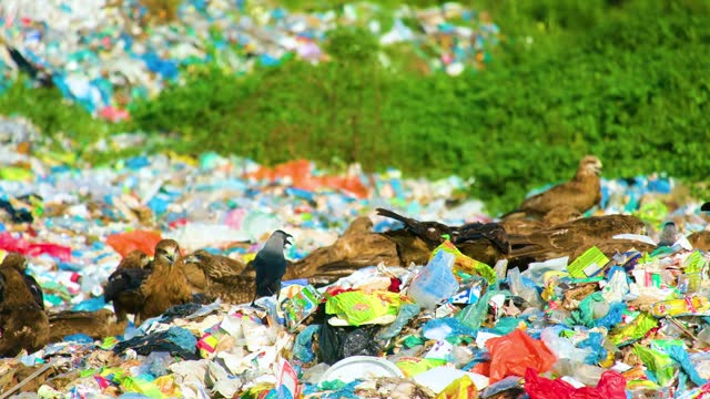 Falcon birds flock hunting through discarded rubbish landfill waste disposal site