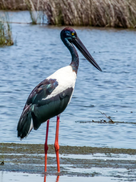 istock Black-necked Stork in Queensland Australia 2001483431