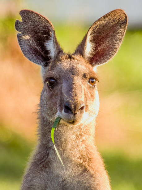istock Eastern Grey Kangaroo in Queensland Australia 2001483940