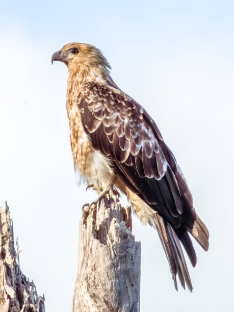 Whistling Kite in Queensland Australia Stunning gold and brown raptor, usually seen hunting alone. haliastur sphenurus stock pictures, royalty-free photos & images