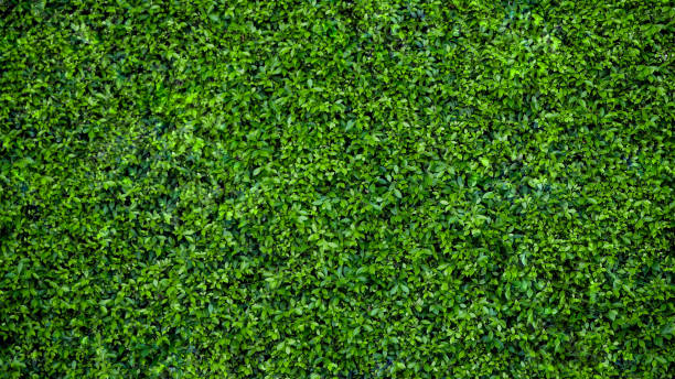 istock The wall is completely covered with leaves. 2001492817