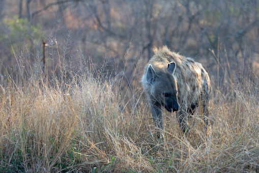 Spotted Hyena walking in Krueger National Park in South Africa RSA
