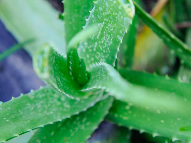 istock south asia aloe vera 2001579338