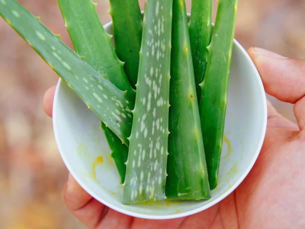 istock south asia aloe vera 2001598707