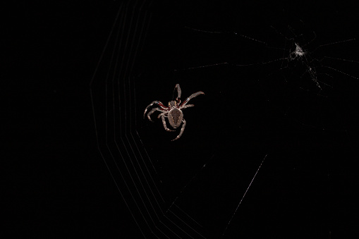 Leucauge argyrobapta or Leucauge mabela - Mabel orchard orb weaver - is a species of long jawed orbweaver in the spider family Tetragnathidae isolated on white background front face view