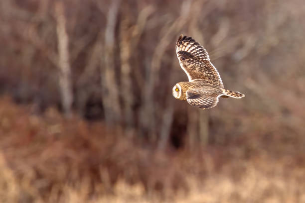 istock short-eared owl flying in winter 2001626859