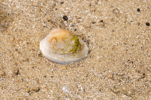 Wet shell on wet sand at the beach