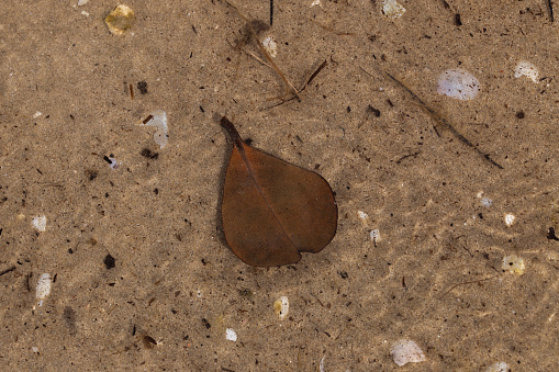 brown leaf underwater at the beach