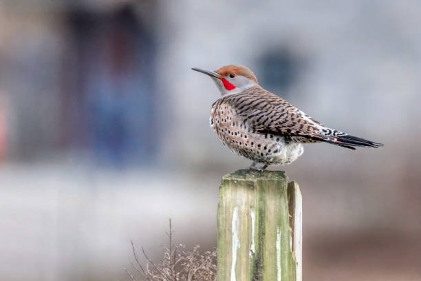 northern flicker perched on a wooden pole