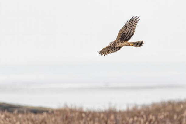 istock Northern Harrier in flight, Delta, BC, Canada 2001627932