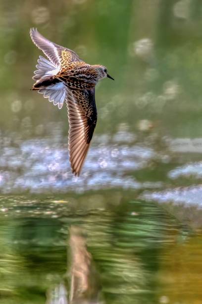 istock Least Sandpiper in flight, Delta, BC, Canada 2001627945