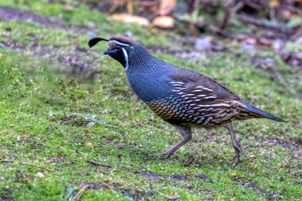 California Quail, Delta, BC, Canada