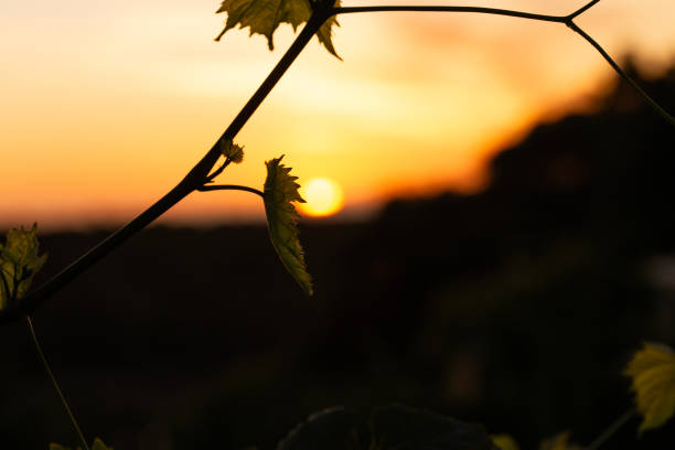 closeup of vine leaves with a defocused sunset background during golden hour