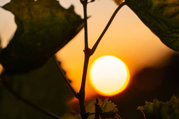 closeup of vine leaves with a defocused sunset background during golden hour